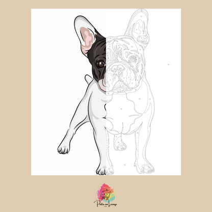 Kit para pintar por números - Buldog Francés Blanco